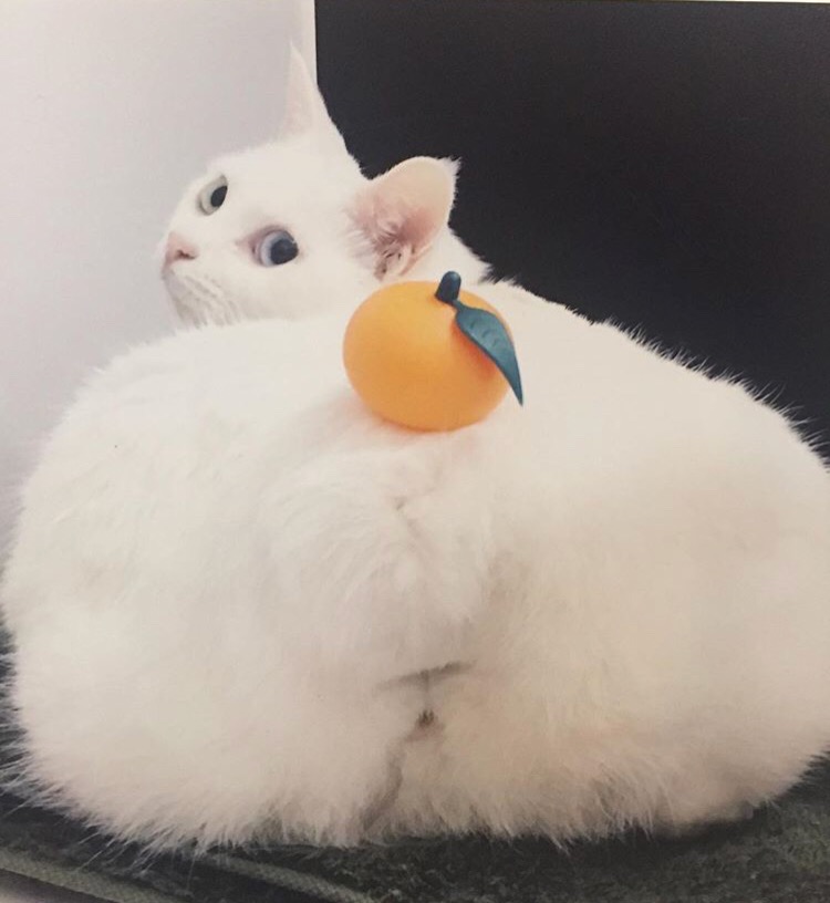 ���̏o�΁�