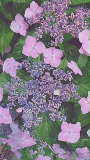 �܂��ł��B